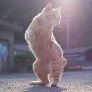 トモ