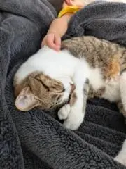 林檎