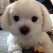 ゆきんこの画像