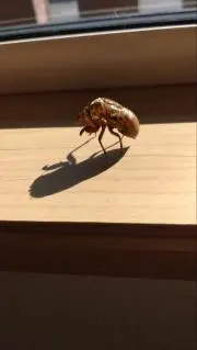 まままの画像