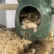 はなの画像