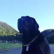 Brave