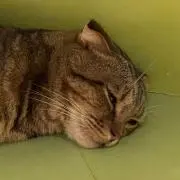 RIKAの画像