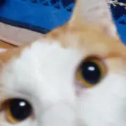もっかり　プロフ確認の画像