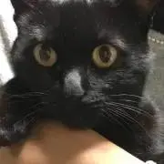 komachan