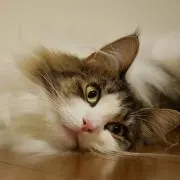 ゆず ※プロフ確認後のご購入お願いしますの画像