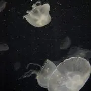 ちい