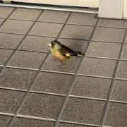 おにぎりの画像
