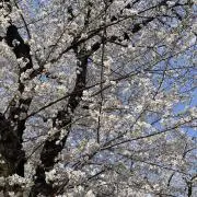 さりの画像