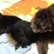 らずり