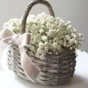 かすみ草の画像