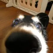 リの画像