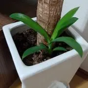 saaaaa