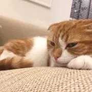 ★ココ★の画像