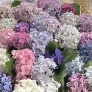 となりのととろの画像
