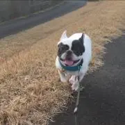 麻