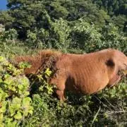 都井岬の画像