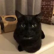 マルディーニ
