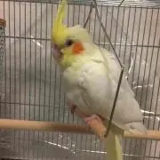 ゆき