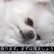 瀬戸内海(引越しに伴い断捨離中)の画像
