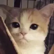 七瀬の画像