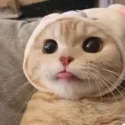 エデン‘s ショップの画像