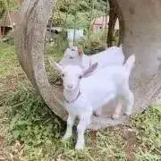 めぇの画像