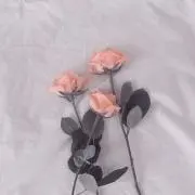 Pe-★ꕀ⋆プロフ確認-の画像
