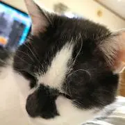 福猫