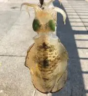 スペイドの画像