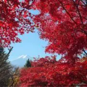 ささの画像