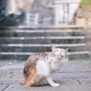 niko51の画像