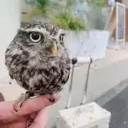 カマンベールの画像