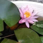 yu-yu