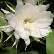 くろママの画像