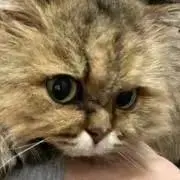 ちぃの画像