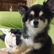 りりはる