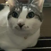 ぷりんこの画像
