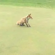 ぽん
