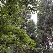 あやこの画像