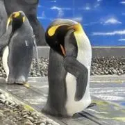 エヌ（値下げ交渉◎）の画像