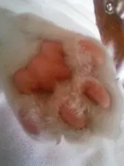 ROBAたんの画像