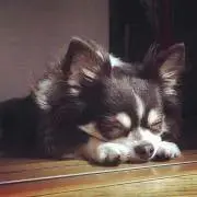 mikoの画像