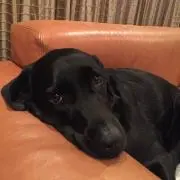 TM