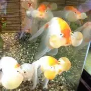 田中