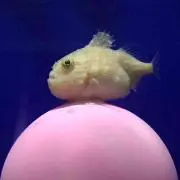 ひるの画像