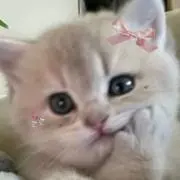 ₍ᐢ‥ᐢ₎