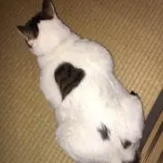 みゆまみいの画像