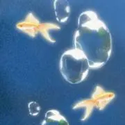 クイヤの画像