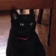 みーにゃんの画像